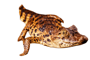 jacaré trilha do iema jacaré trilha do iema